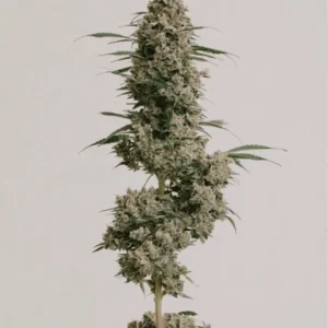 Afghan Autoflower Seeds