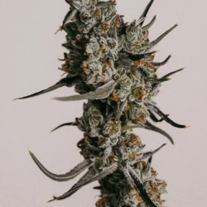 Granddaddy Purple Seeds