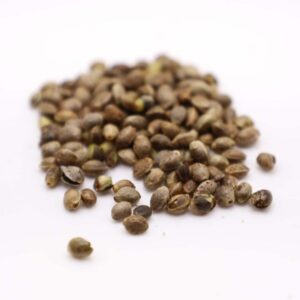 Granddaddy Purple Seeds