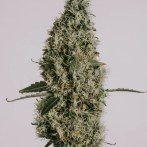 Northern Lights Seeds