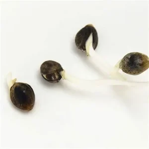 Afghan Autoflower Seeds