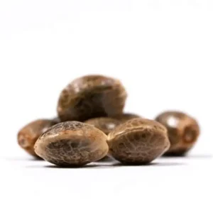 Bruce Banner Fast Version Seeds (EGS)