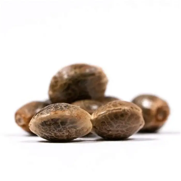 Bruce Banner Fast Version Seeds (EGS)