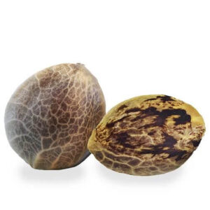 Girl Scout Cookies Extreme Seeds