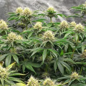 Bruce Banner Fast Version Seeds (EGS)