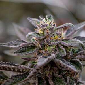 Godfather OG