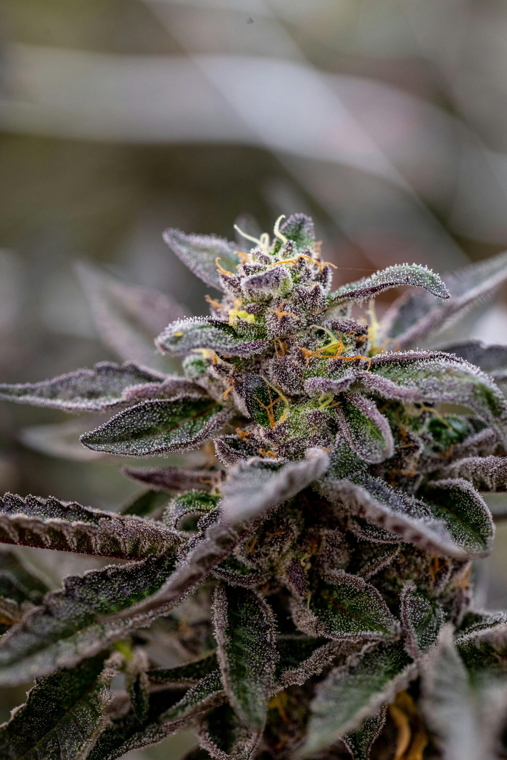 Godfather OG